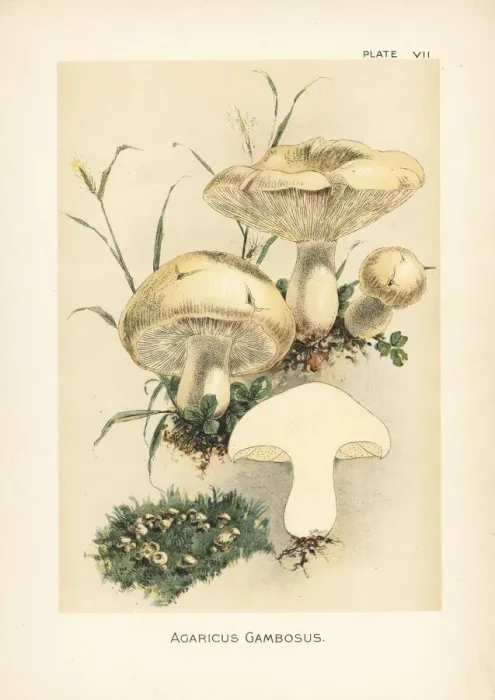 Framed Print : St. Georges mushroom, Calocybe gambosa Framed Print : St. Georges mushroom, Calocybe gambosa