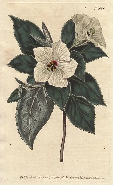 St Helena Red-wood with white flowers, Melhania erythroxylon