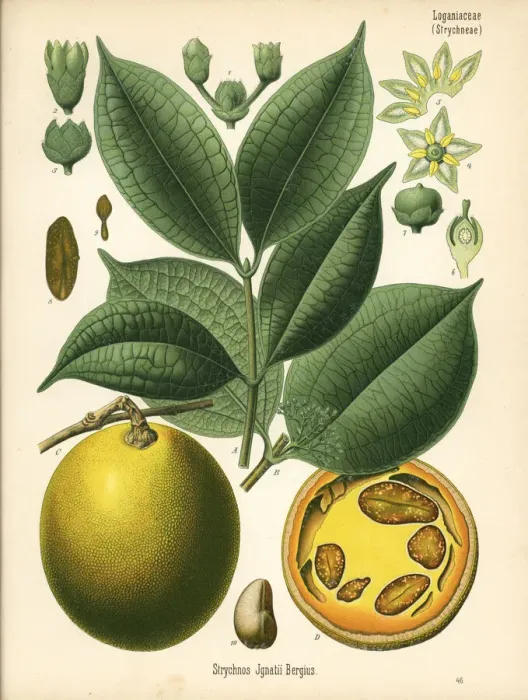 Framed Print : St. Ignatius bean, Strychnos ignatii Framed Print : St. Ignatius bean, Strychnos ignatii