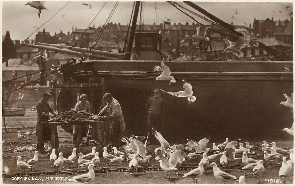 St. Ives, Cornwall, gutting the catch