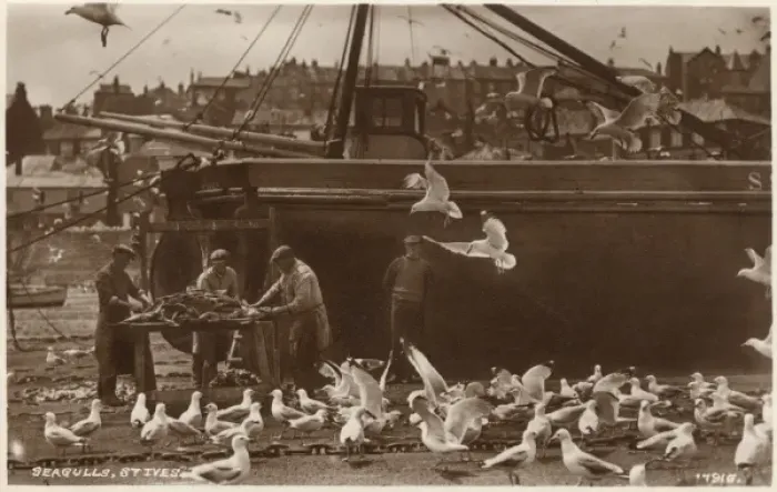 Framed Print : St. Ives, Cornwall, gutting the catch Framed Print : St. Ives, Cornwall, gutting the catch
