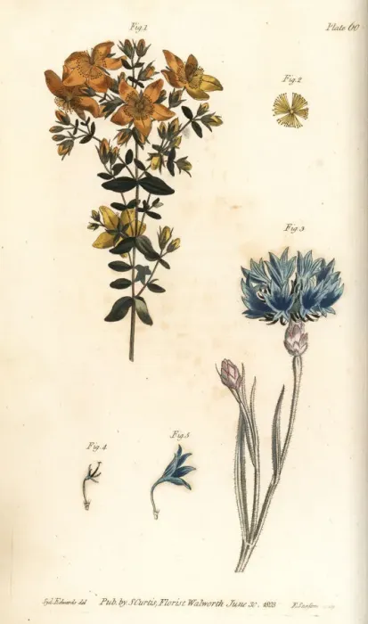 Framed Print : St. Johns wort, Hypericum perforatum Framed Print : St. Johns wort, Hypericum perforatum