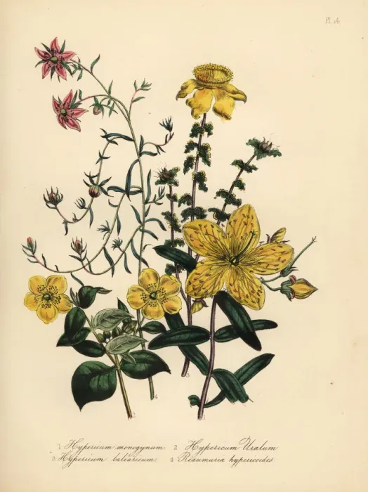 Framed Print : St. Johns wort species Framed Print : St. Johns wort species