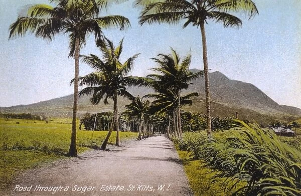 St. Kitts, West Indies - Road through a Sugar Estate