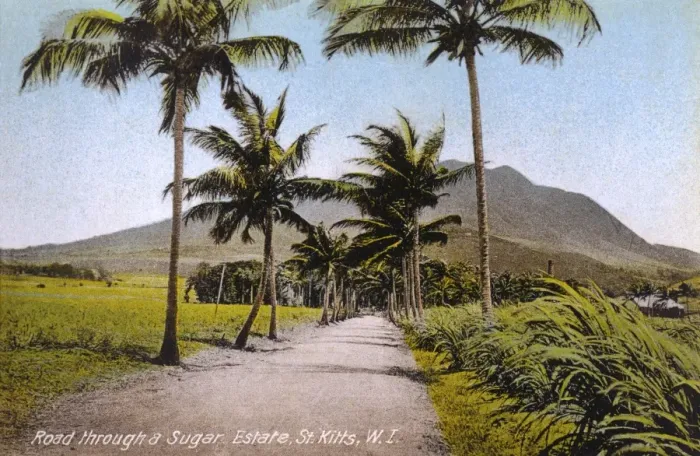 Framed Print : St. Kitts, West Indies - Road through a Sugar Estate Framed Print : St. Kitts, West Indies - Road through a Sugar Estate