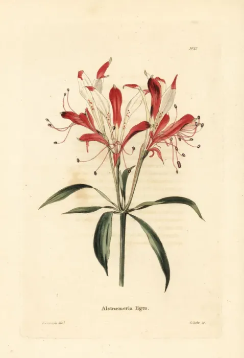 Framed Print : St. Martins flower, Alstroemeria ligtu Framed Print : St. Martins flower, Alstroemeria ligtu