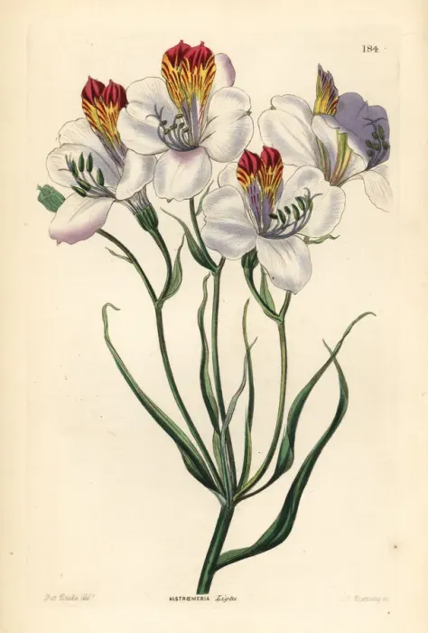 Framed Print : St. Martins flower, Alstroemeria ligtu Framed Print : St. Martins flower, Alstroemeria ligtu