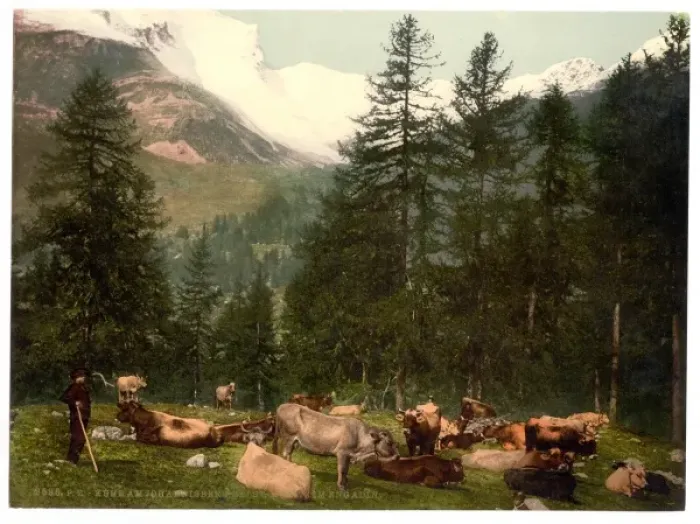 Framed Print : St. Moritz, cows at Johannisberg, Grisons, Switzerland Framed Print : St. Moritz, cows at Johannisberg, Grisons, Switzerland