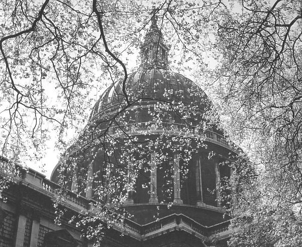 St Pauls Cathedral thro spring foliage