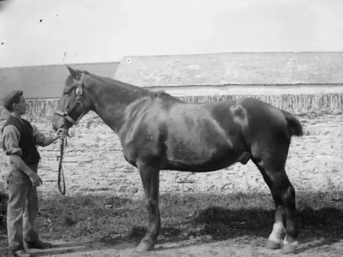 Framed Print : Stable boy with stallion Framed Print : Stable boy with stallion