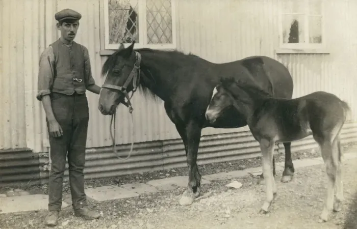 Framed Print : A stablehand and his charges - Horse and Foal Framed Print : A stablehand and his charges - Horse and Foal