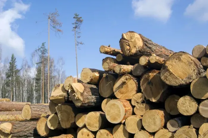 Framed Print : Stacked Pine Logs - left on a logging site for Framed Print : Stacked Pine Logs - left on a logging site for