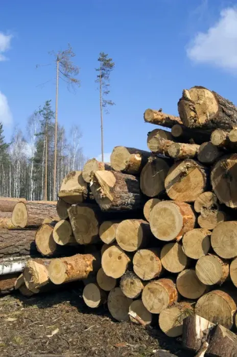Framed Print : Stacked Pine Logs - left on a logging site for Framed Print : Stacked Pine Logs - left on a logging site for