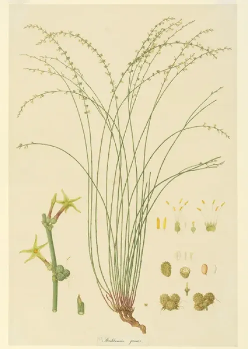 Framed Print : Stackhousia viminea, slender stackhousia