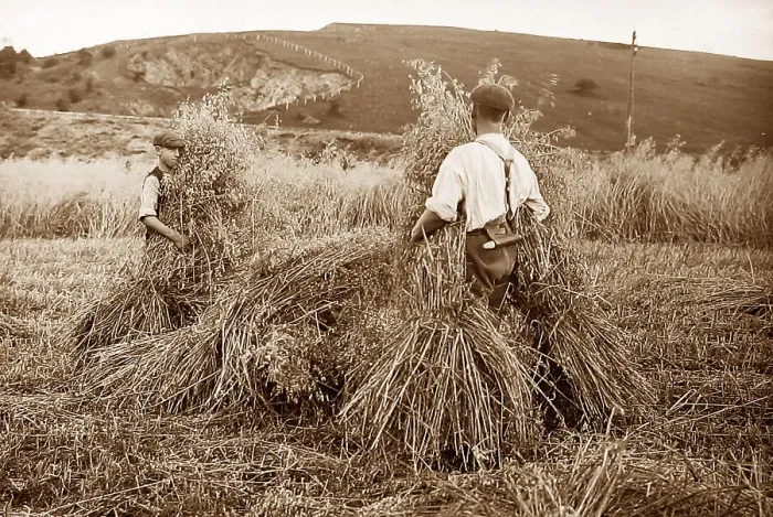 Framed Print : Stacking hay Framed Print : Stacking hay