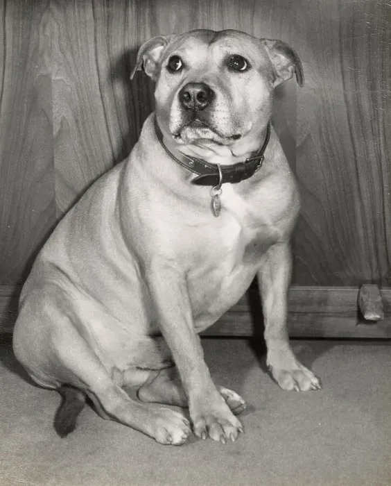 Framed Print : Staffordshire Bull Terrier Framed Print : Staffordshire Bull Terrier