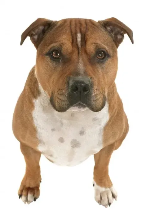 Framed Print : Staffordshire terrier Framed Print : Staffordshire terrier