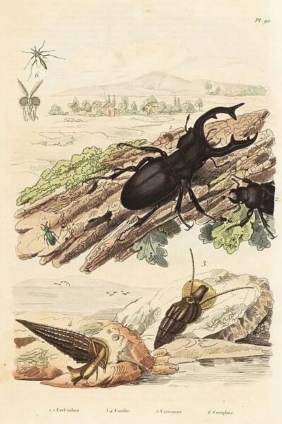 Stag beetle, molluscs and wasp