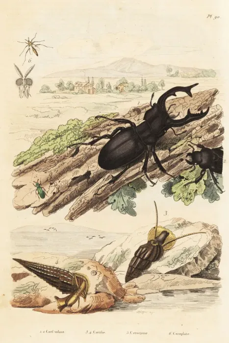 Framed Print : Stag beetle, molluscs and wasp Framed Print : Stag beetle, molluscs and wasp