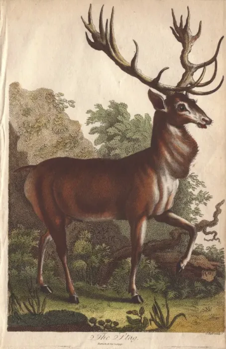 Framed Print : Stag, Cervus elaphus Framed Print : Stag, Cervus elaphus