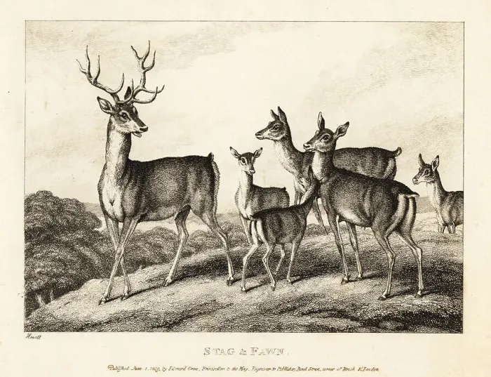 Framed Print : A stag with does and fawns. Stag and fawn Framed Print : A stag with does and fawns. Stag and fawn