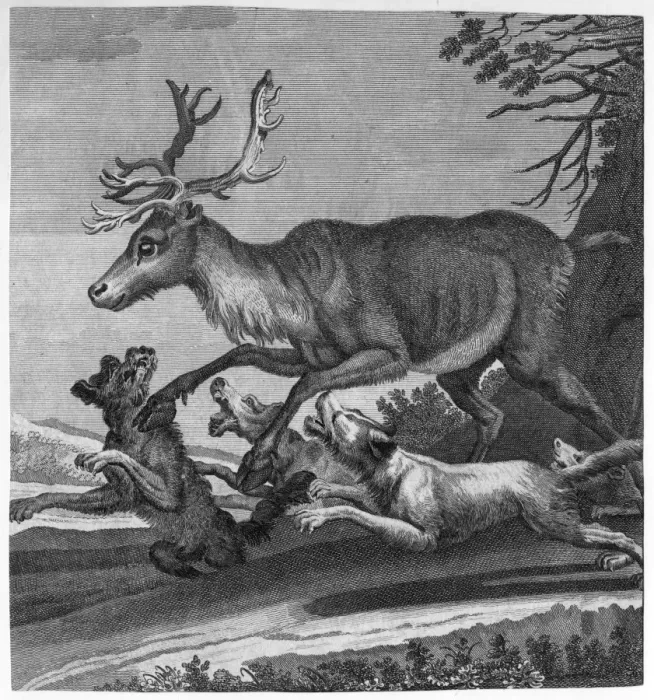 Framed Print : Stag and Hounds Framed Print : Stag and Hounds