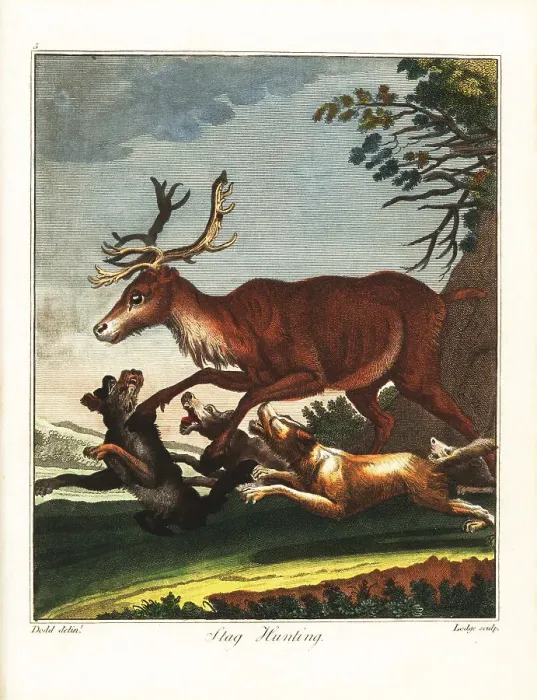 Framed Print : Stag hunting, 18th century Framed Print : Stag hunting, 18th century