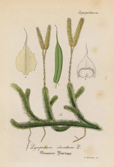 Framed Print : Stag s-horn clubmoss, Lycopodium clavatum Framed Print : Stag s-horn clubmoss, Lycopodium clavatum