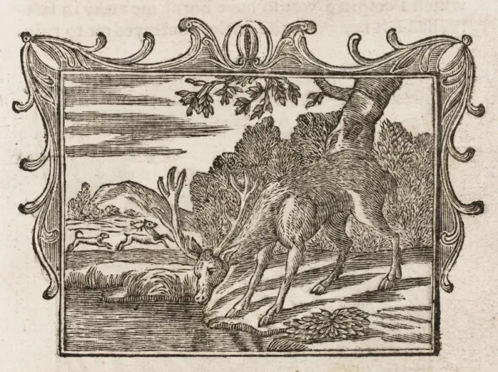 Framed Print : The Stag Seeing Himself Framed Print : The Stag Seeing Himself