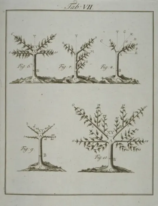 Framed Print : Stages in Pruning - 2 Framed Print : Stages in Pruning - 2