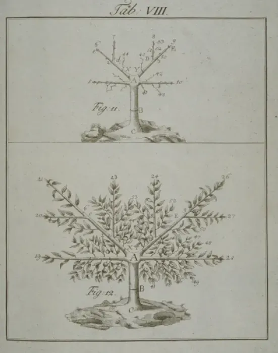 Framed Print : Stages in Pruning - 3 Framed Print : Stages in Pruning - 3