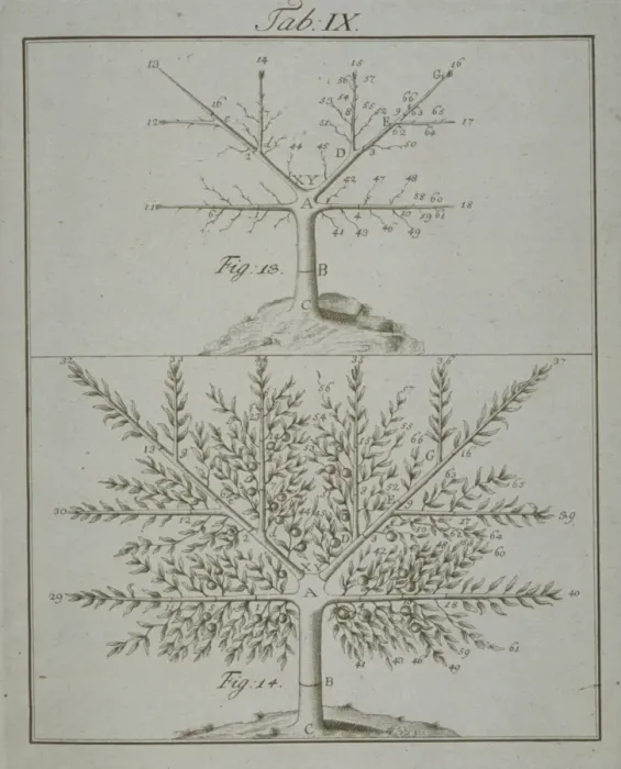 Framed Print : Stages in Pruning - 4 Framed Print : Stages in Pruning - 4