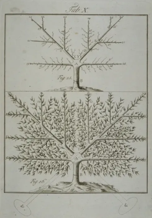 Framed Print : Stages in Pruning - 5 Framed Print : Stages in Pruning - 5