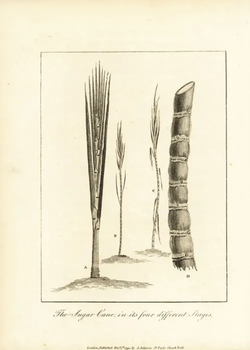 Framed Print : Four stages of sugar cane, Saccharum officinarum Framed Print : Four stages of sugar cane, Saccharum officinarum