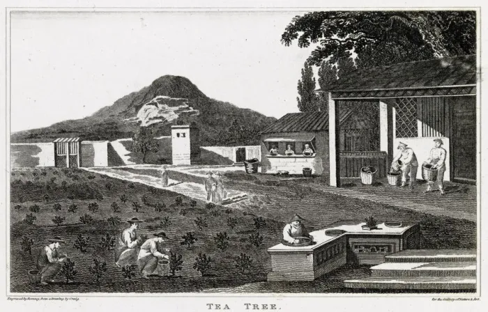 Framed Print : Stages of tea production, China Framed Print : Stages of tea production, China
