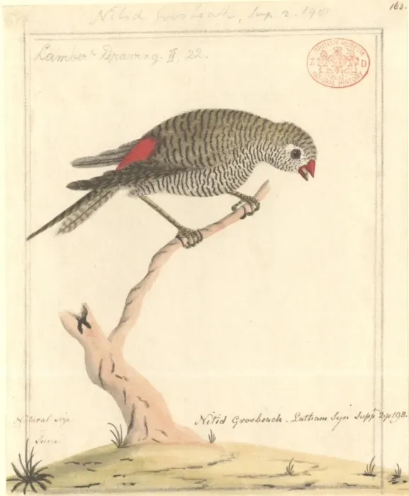 Framed Print : Stagonopleura bella, beautiful firetail Framed Print : Stagonopleura bella, beautiful firetail