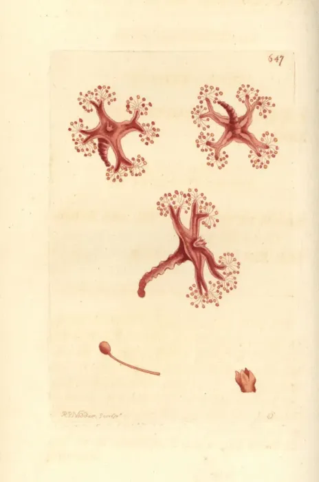 Framed Print : Stalked jellyfish, Lucernaria quadricornis Framed Print : Stalked jellyfish, Lucernaria quadricornis