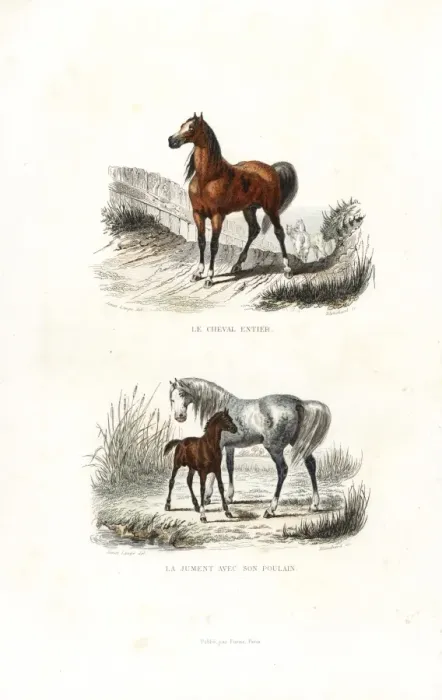 Framed Print : Stallion, mare and foal Framed Print : Stallion, mare and foal