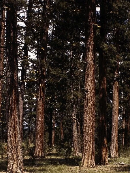 Stand of virgin ponderosa pine, Malheur National Forest, Gra