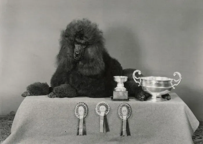 Framed Print : Standard poodle, Ch Leighbridge Catmint, with trophies and rosettes. Date: 1978 Framed Print : Standard poodle, Ch Leighbridge Catmint, with trophies and rosettes. Date: 1978