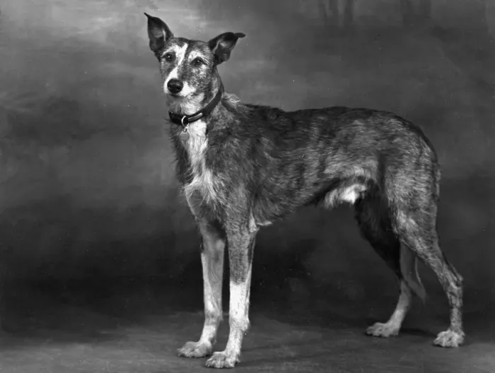 Framed Print : STANDING LURCHER 1951 Framed Print : STANDING LURCHER 1951