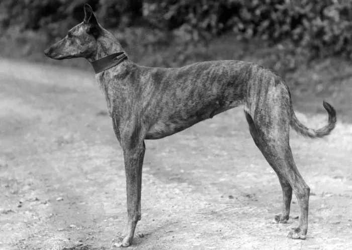 Framed Print : STANDING LURCHER Framed Print : STANDING LURCHER