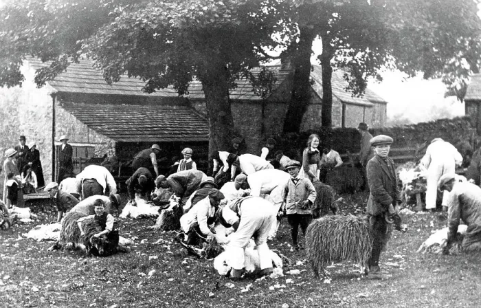 Framed Print : Stanhope Sheep Clipping in 1914 Framed Print : Stanhope Sheep Clipping in 1914
