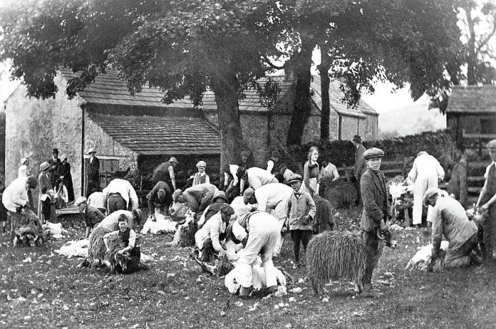 Framed Print : Stanhope sheep shearing early 1900s Framed Print : Stanhope sheep shearing early 1900s