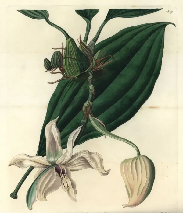 Framed Print : Stanhopea grandiflora orchid Framed Print : Stanhopea grandiflora orchid