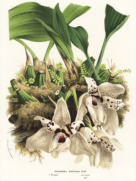 Stanhopea martiana orchid