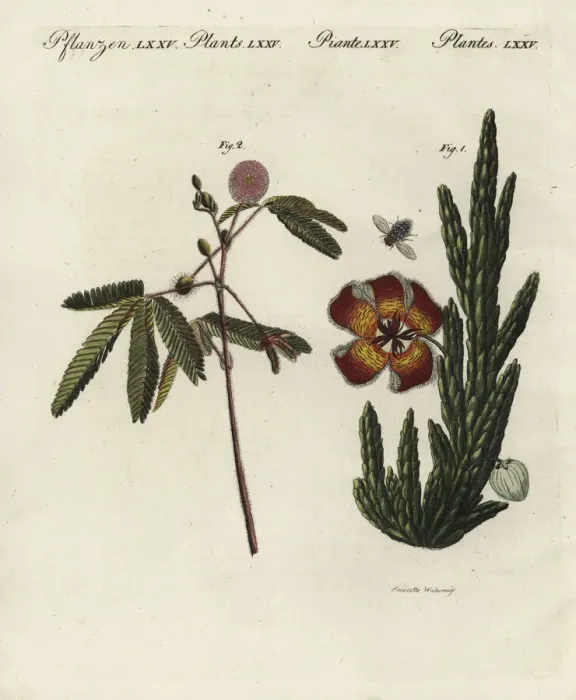 Framed Print : Stapelia and sensitive plant Framed Print : Stapelia and sensitive plant