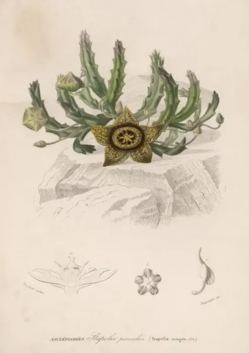 Framed Print : Stapelia Variegata Framed Print : Stapelia Variegata