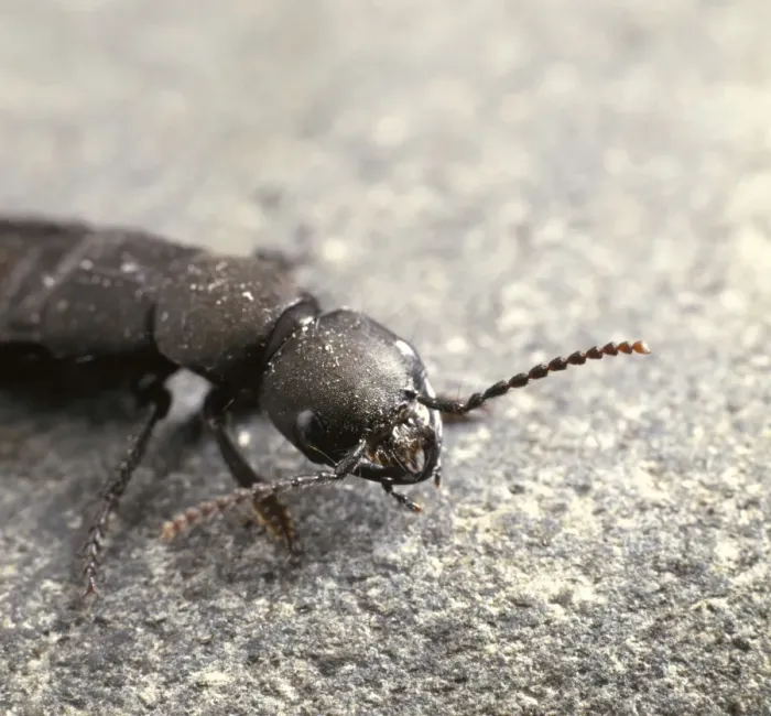 Framed Print : Staphylinus olens, devils coach horse beetle Framed Print : Staphylinus olens, devils coach horse beetle