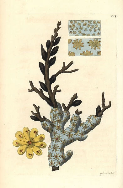 Star ascidian or golden star tunicate, Botryllus schlosseri